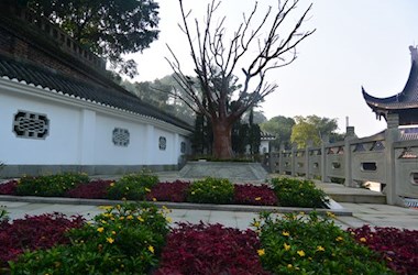 生命之树