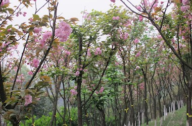 樱花园